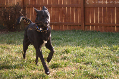 dog-running-with-a-mouthful.jpg