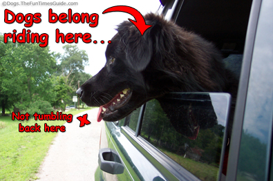 dog-safety-in-cars.jpg
