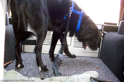 dog-secured-in-back-of-jeep-wrangler.jpg