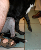 dog-sitting-2-days-after-tplo-surgery.jpg