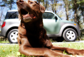 dog-sitting-in-front-of-car-by-catskills-grrl.jpg