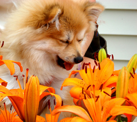 dog-sneezing-at-flowers-by-CaptPiper.jpg
