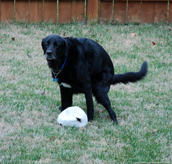 dog-squatting.jpg