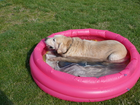 dog-swimming-pool-by-philippbosch.jpg