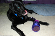 dog-tongue-tug-a-jug.jpg