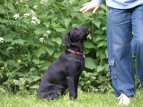dog-training-by-estoril.jpg