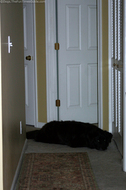 dog-waiting-patiently-near-dryer.jpg