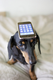 dog-with-iphone-by-nao-cha.jpg