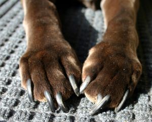 I've seen some poor dogs with nails so long they curl, causing the toes to