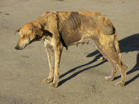 dog-with-rabies-by-ledpup.jpg