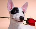 dog-with-red-rose.jpg