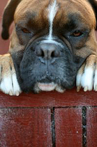 dog-with-toenails-by-canoncan.jpg