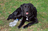 A dog with a water bottle... which makes a great on-the-spot toy for dogs!