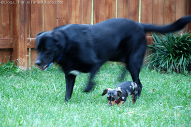 doggie-size-differences.jpg