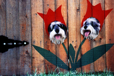 dogs-as-flowers.jpg