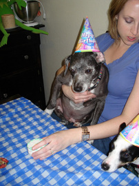 dogs-at-birthday-party-by-outlan2000.jpg