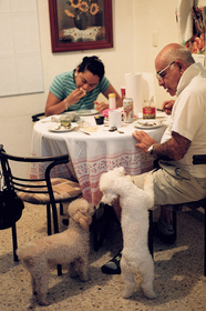dogs-beg-for-table-scraps-by-pacomexico.jpg
