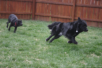 dogs-chasing-after-stick.jpg