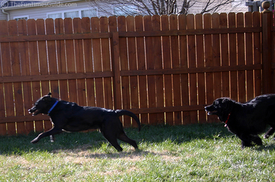 dogs-giving-chase.jpg