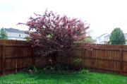 dogs-have-thinned-out-the-garden.jpg