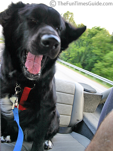 dogs-in-cars-2.jpg