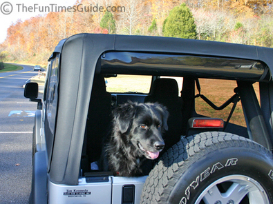 dogs-in-cars-3.jpg