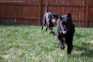 dogs-playing-chase.jpg