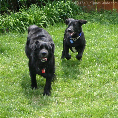 dogs-running-to-keep-up.jpg