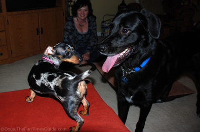 dogs-seeing-eye-to-eye3.jpg