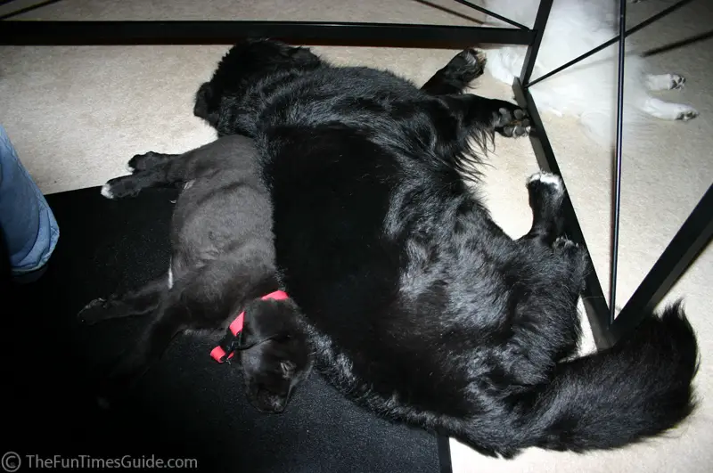 On the right: both dogs sleeping underneath my desk.