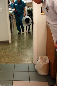 dr-sam-beckman-tenor-dog.jpg