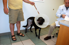 dr-sam-beckman-tenor-dog-with-ecollar.jpg