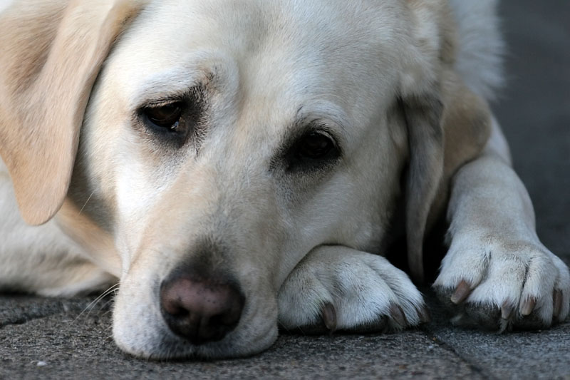The Aging Of Dogs | Signs of Aging