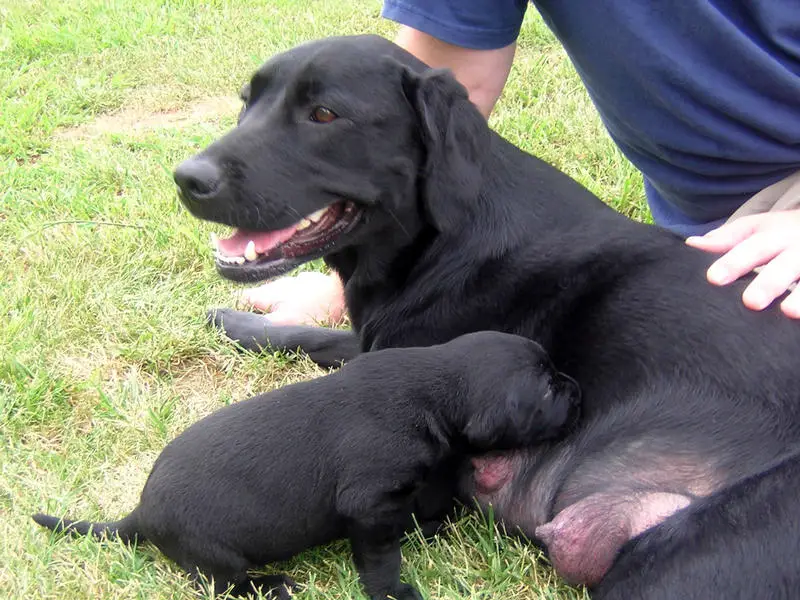 Puppies And Mom. Reader-Submitted Cute Puppy