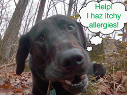 ender-itchy-dog-allergies.jpg