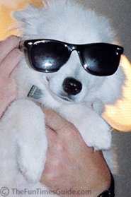 eskie-dog-with-sunglasses.jpg