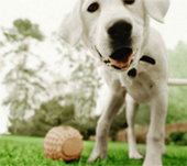 eukanuba-photo-contest.jpg