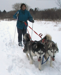 first-time-skijoring-with-dogs-by-ktpupp.jpg