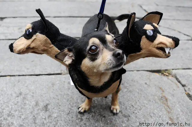 funny-dog-halloween-costume.jpg