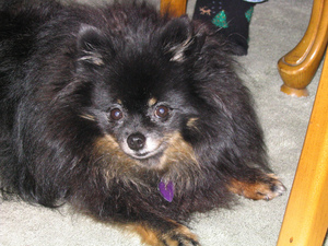 furry-dog-by-1corey.jpg