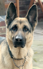 german-shepherd-by-neilson.jpg