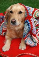 golden-retriever-in-blanket-by-bethan.jpg