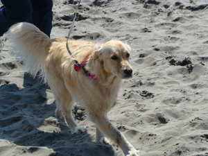 golden-retriever-in-sand-by-shames-privacy.jpg