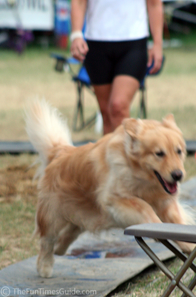 golden-retriever-running.jpg