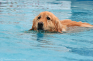 golden-retriever-swimming-pool.jpg