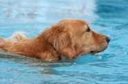 golden-retriever-swimming.jpg