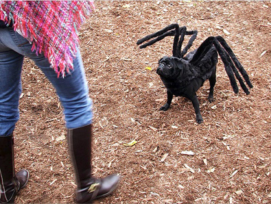A pug dog wearing a black widow spider costume. halloween-spider-dog.jpg