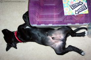 how-destin-sleeps-belly-up.jpg