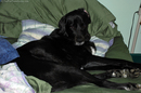 i-woke-up-the-dog.jpg
