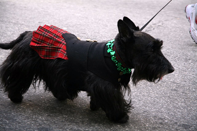 irish-scottish-terrier.jpg